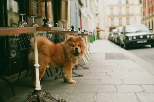 Hunde im Café - geht das klar? Aber hallo!