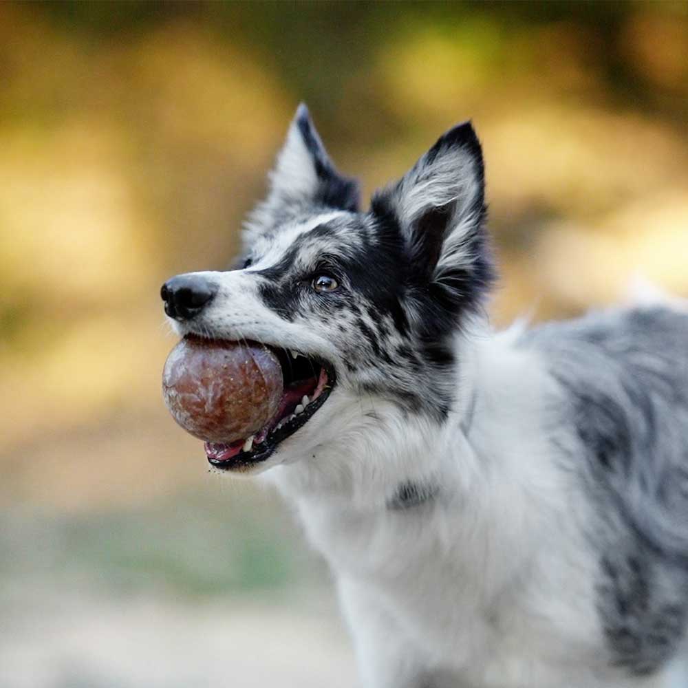 Hundespielzeug Rub Strong Ball L