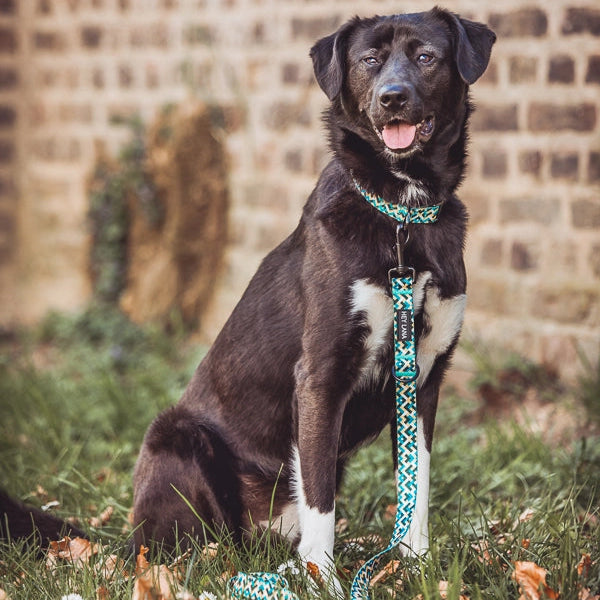 Hundehalsband Kunterbunt | Gelb/Blau