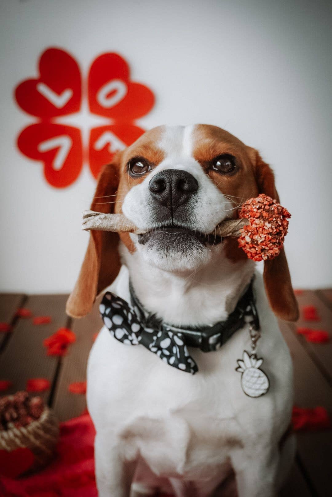 Lollipop - Kauspaß für Hunde