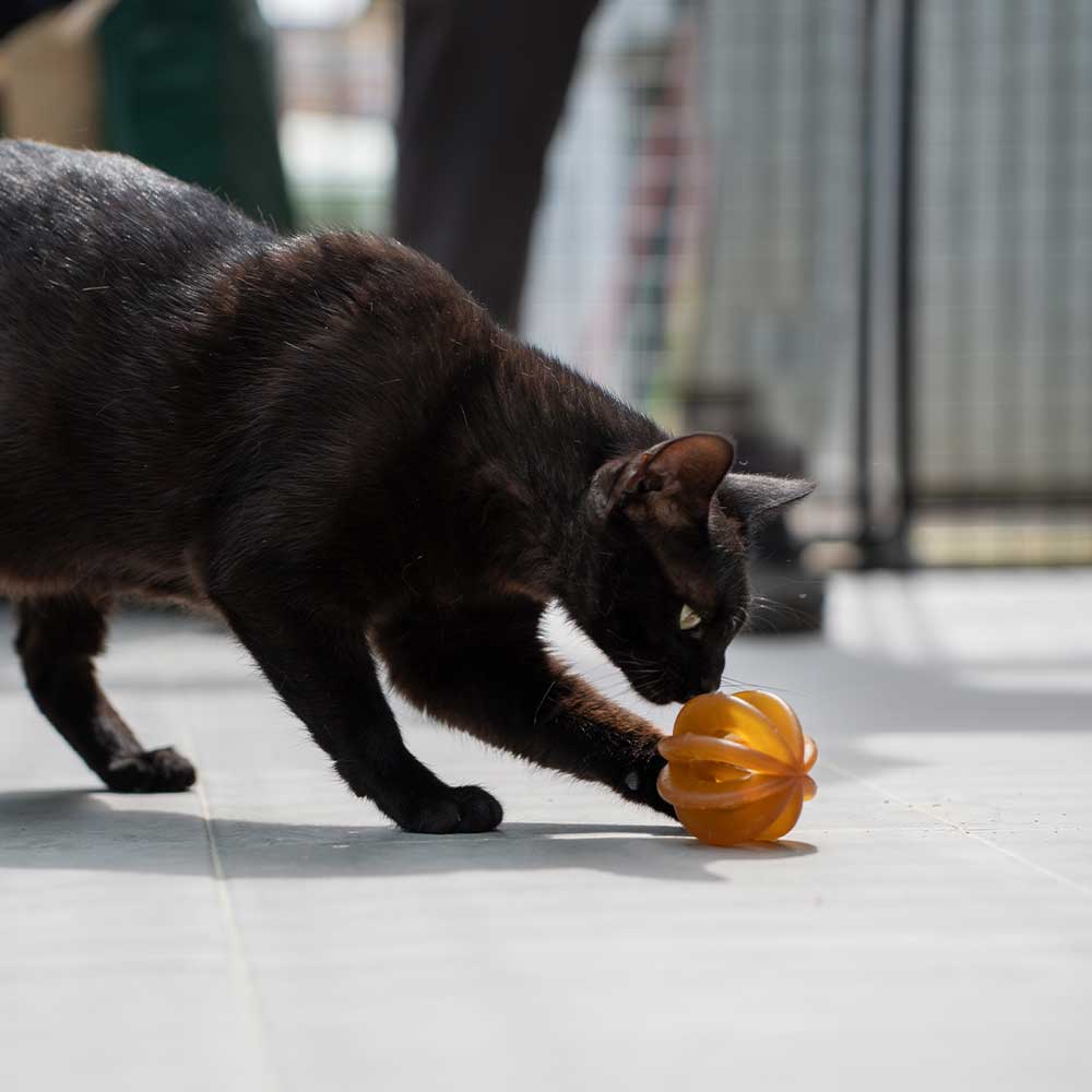 Katzenspielzeug Rub Funny Ball Cats X2
