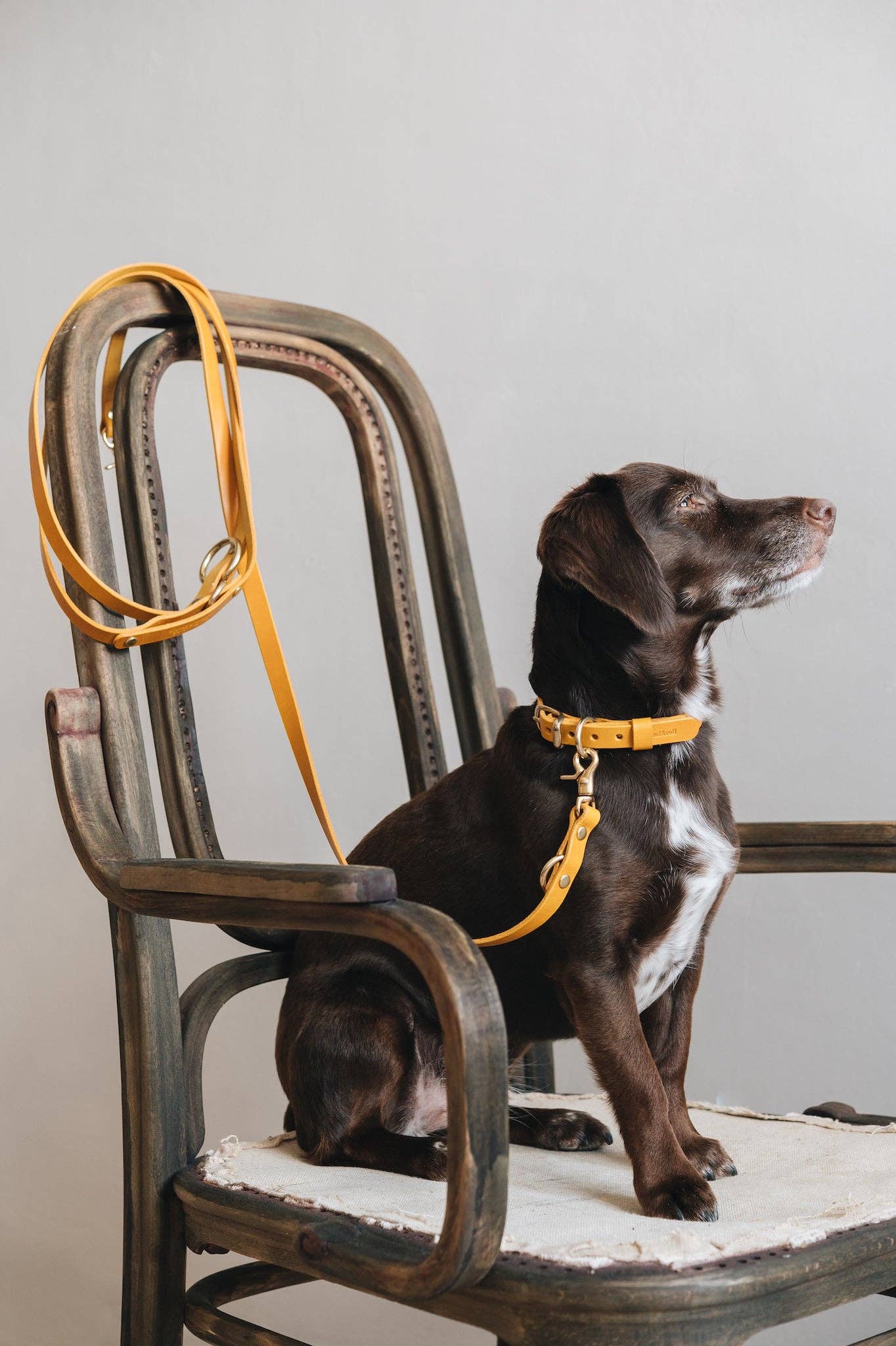 Hundehalsband FIR AIR Gelb