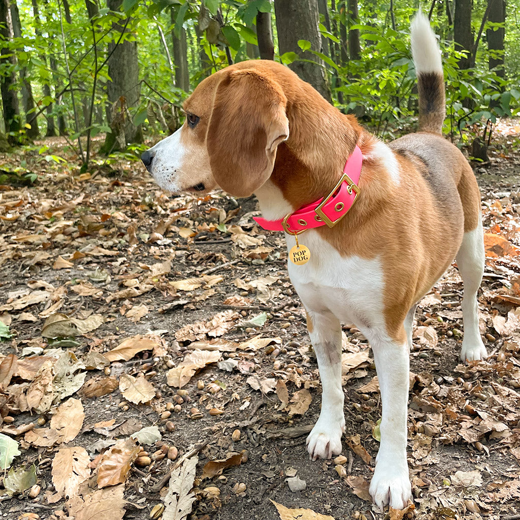 Hundehalsband GLOUTON