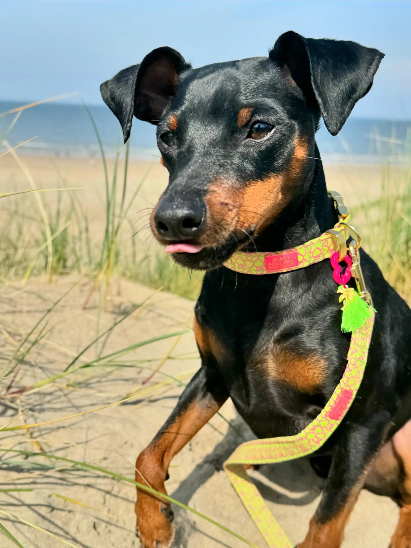 Handgemachtes Hundehalsband aus Baumwolle – SIGNATURE Summer Green