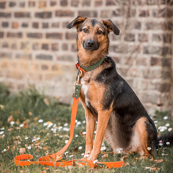 Hundeleine Outdoor FLEX 3-fach verstellbar Orange/Grün