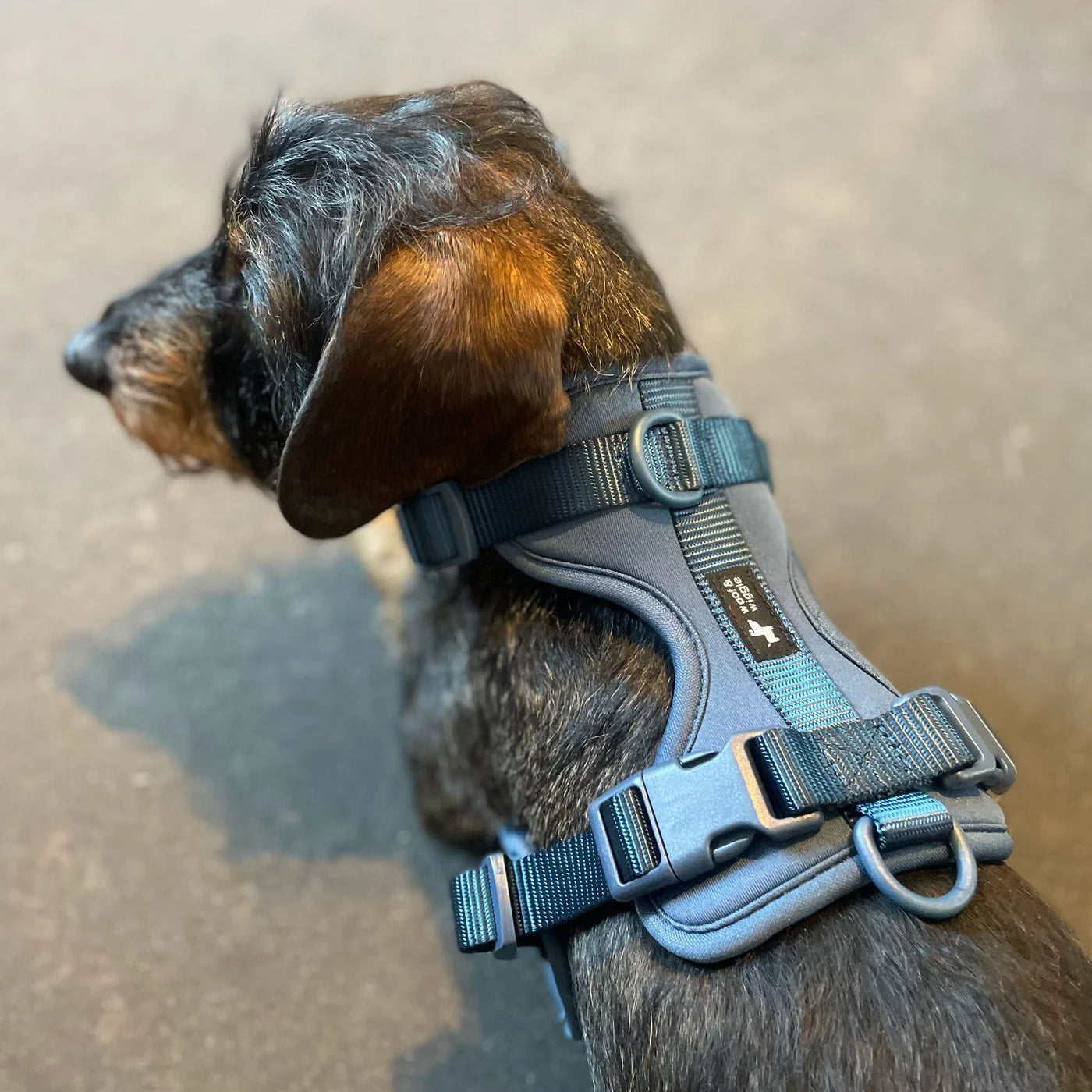 Handgemachtes Hundegeschirr Explorer aus Neopren in Navy von woof & wiggle Rückansicht am Hund, erhältlich bei fiffi&muschi - Hundeladen/Concept Store Köln