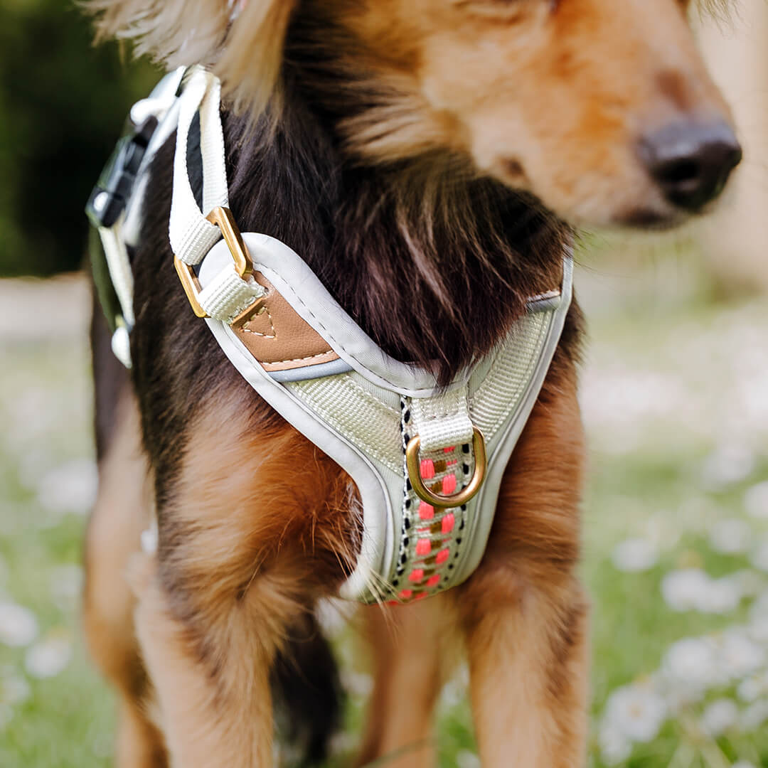 Handgemachtes Premium Hundegeschirr Gepolstert Grau/Pink von Hey Lana getragen am Hund - Frontansicht im Detail, erhältlich bei fiffi&muschi - Hundeladen/Concept Store Köln