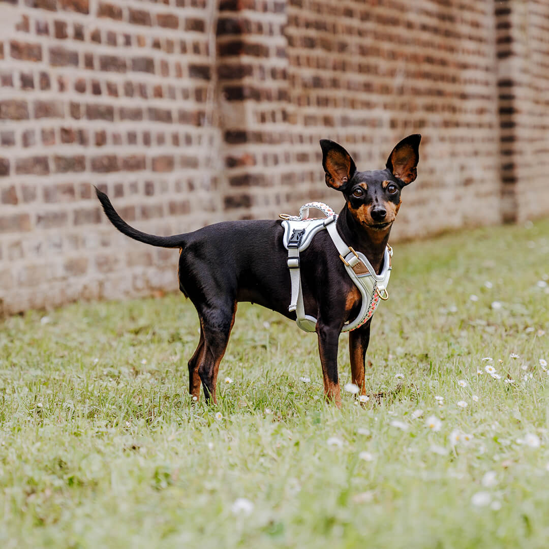 Handgemachtes Premium Hundegeschirr Gepolstert Grau/Pink von Hey Lana getragen am Hund - Seitenansicht, erhältlich bei fiffi&muschi - Hundeladen/Concept Store Köln