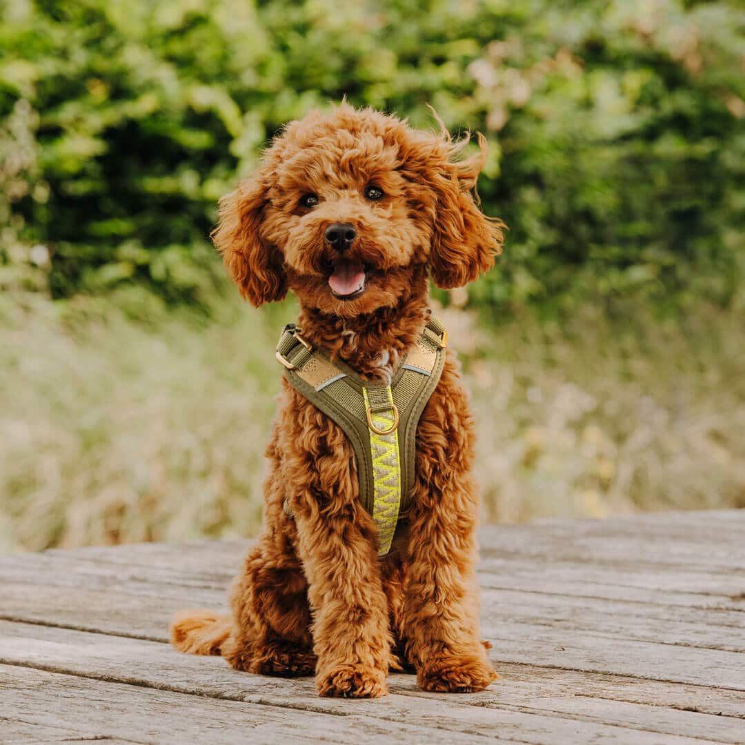 Handgemachtes Premium Hundegeschirr Gepolstert Olivgruen/Neongelb von Hey Lana getragen am Hund - Frontansicht, erhältlich bei fiffi&muschi - Hundeladen/Concept Store Köln