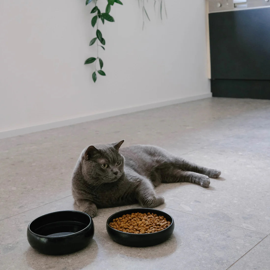 Wassernapf Gourmet | Creme & Schwarz