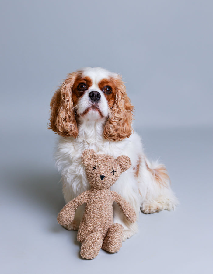 Hundespielzeug Teddybär BERTY