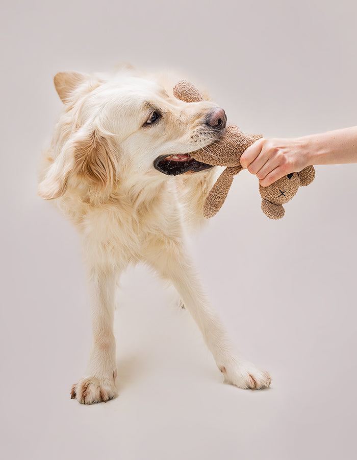 Hundespielzeug Teddybär BERTY