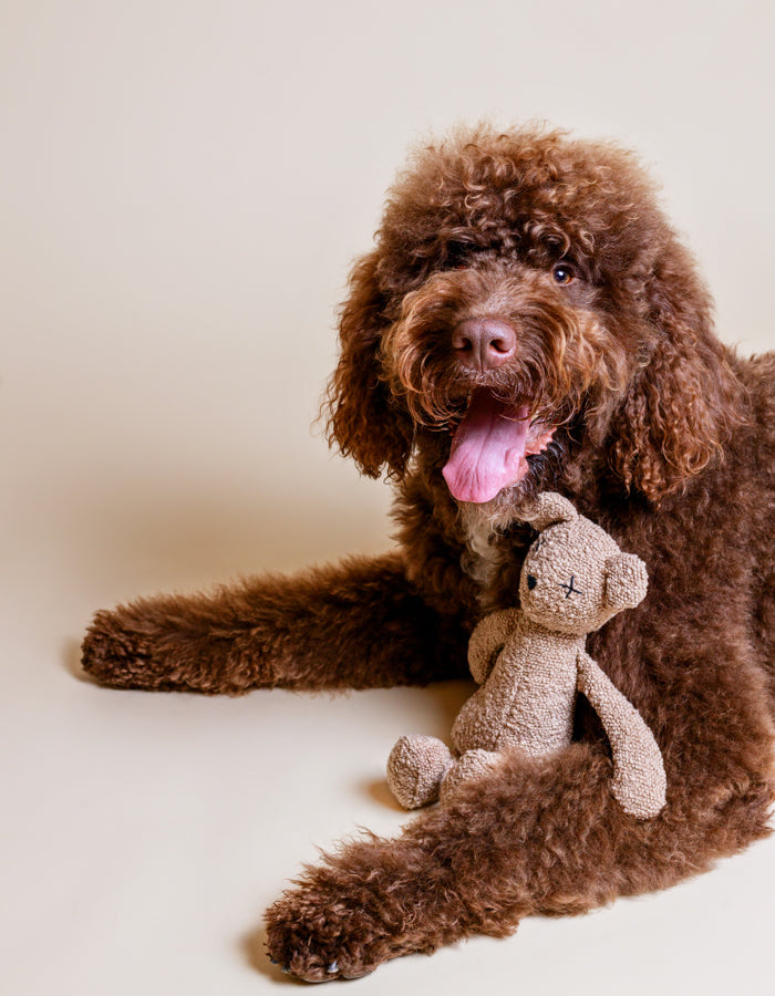 Hundespielzeug Teddybär BERTY