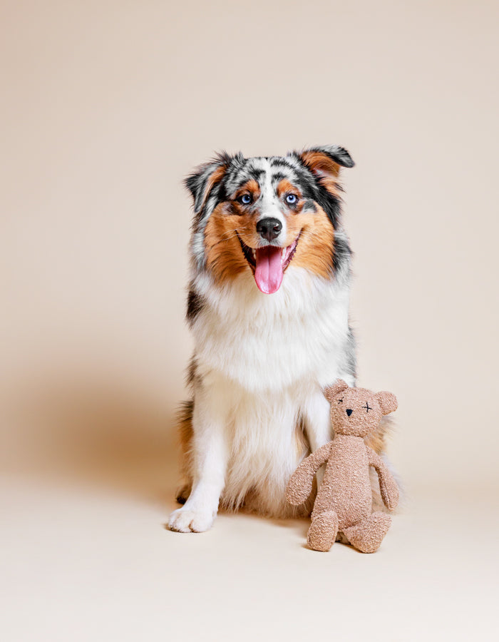 Hundespielzeug Teddybär BERTY