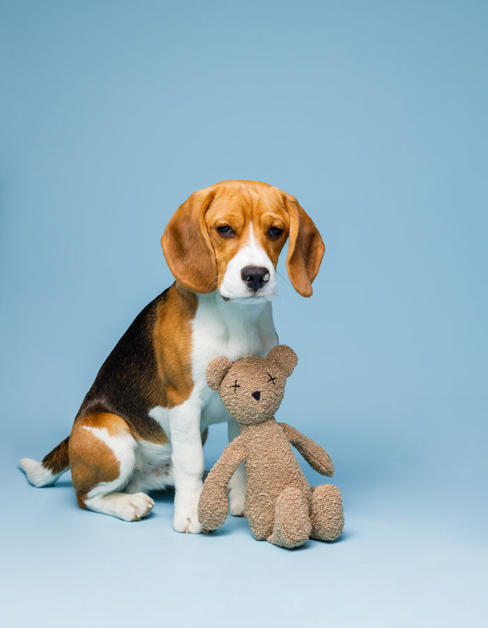 Hundespielzeug Teddybär BERTY