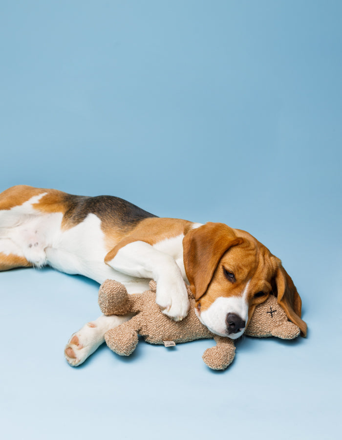 Hundespielzeug Teddybär BERTY