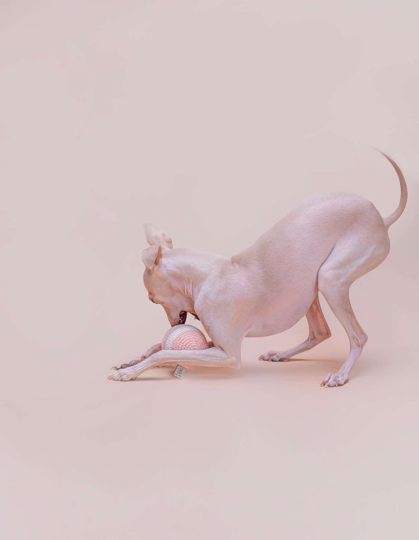 Hundeball RAINBOW