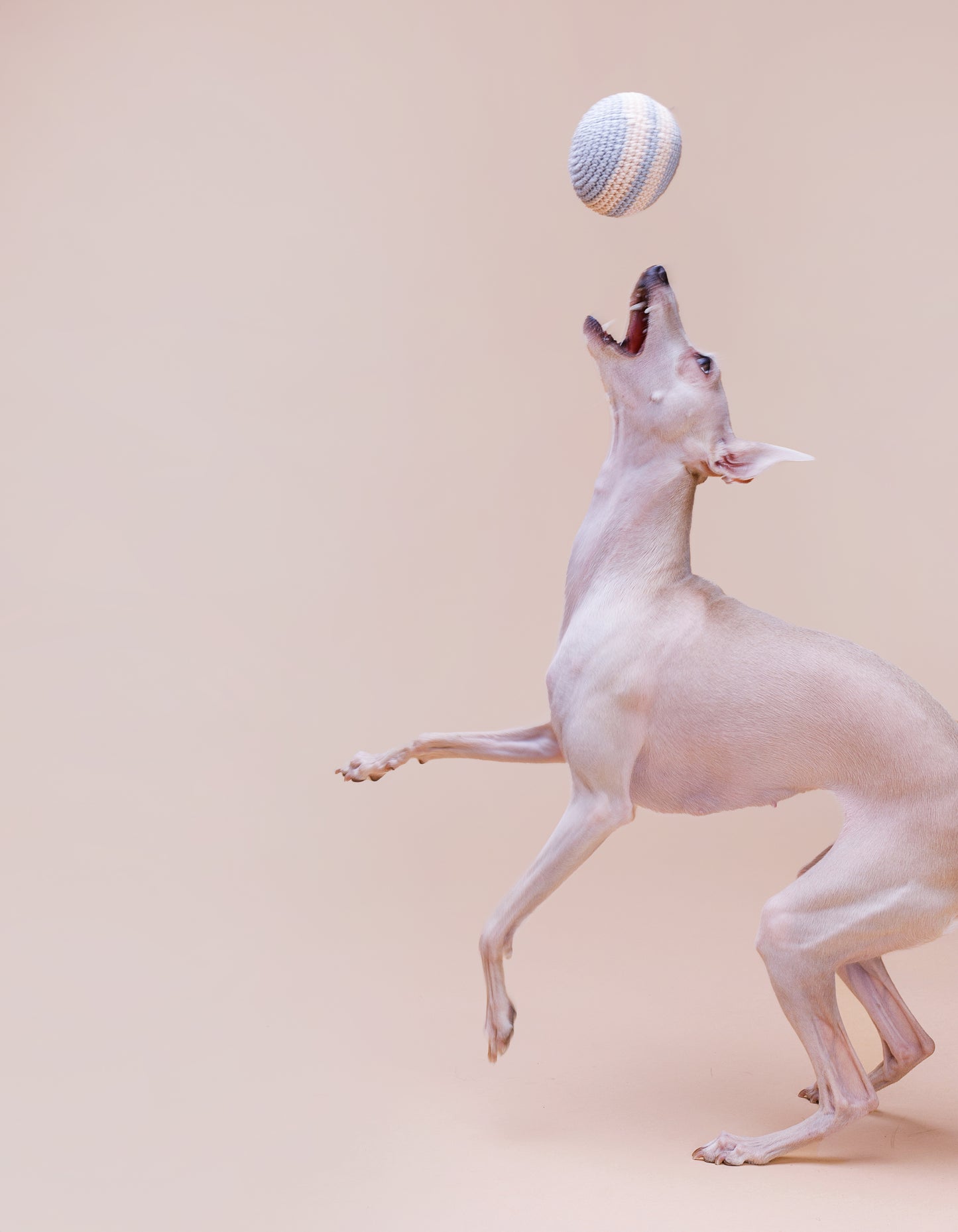 Hundeball RAINBOW
