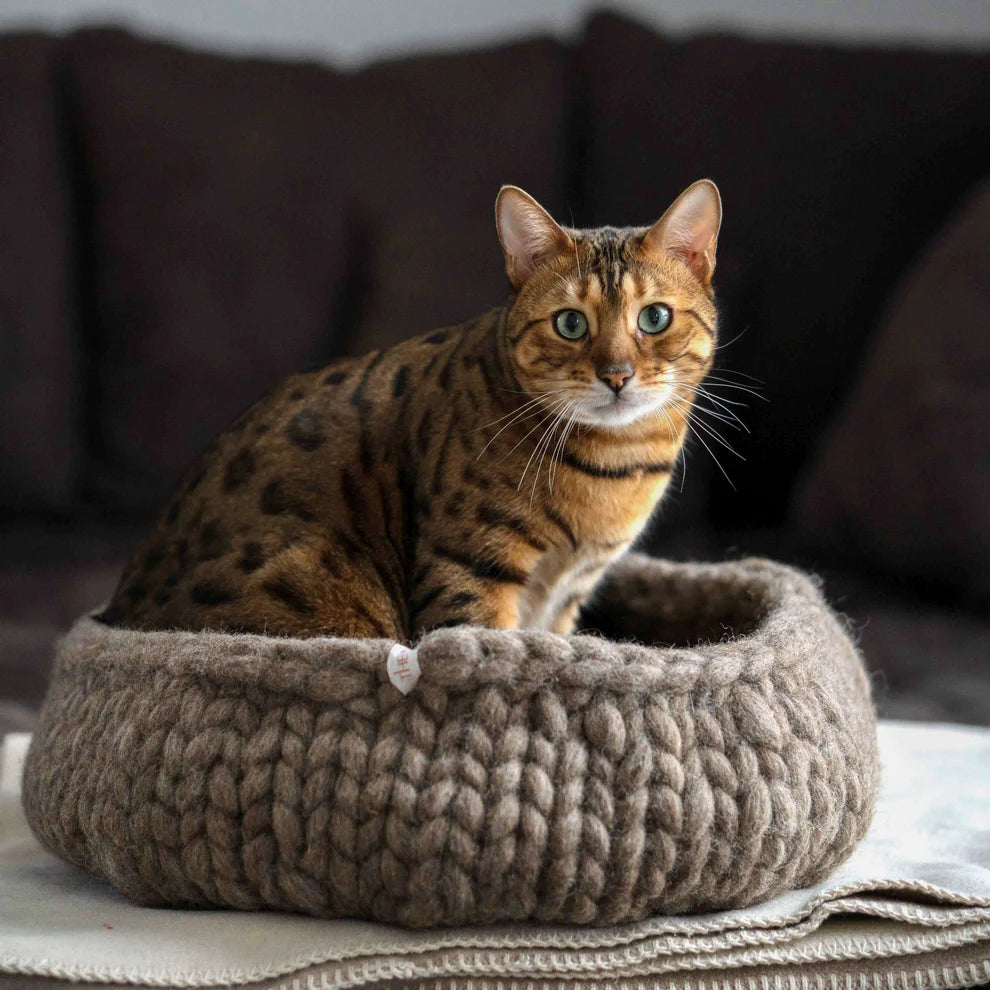 Katzenbett Suite
