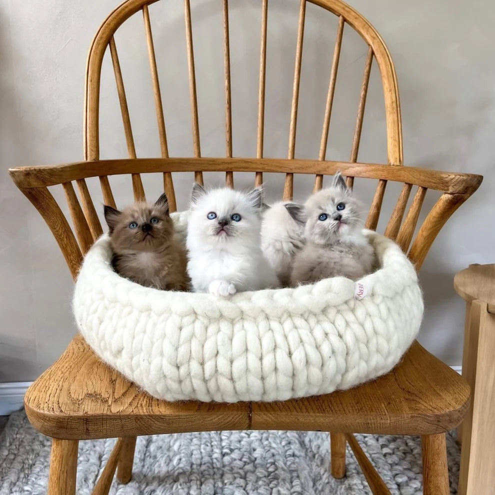 Katzenbett Suite