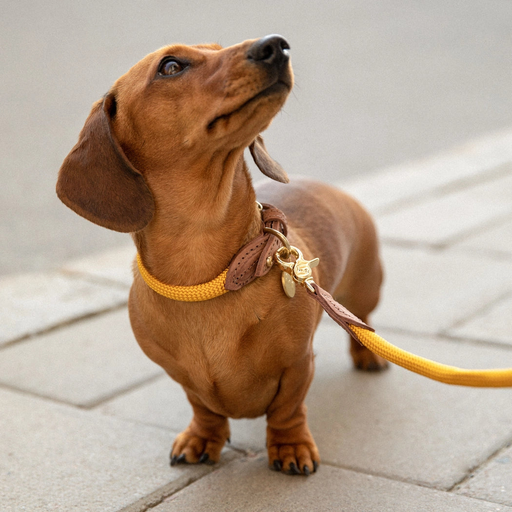 Hundehalsband Torekov Sunflower Yellow