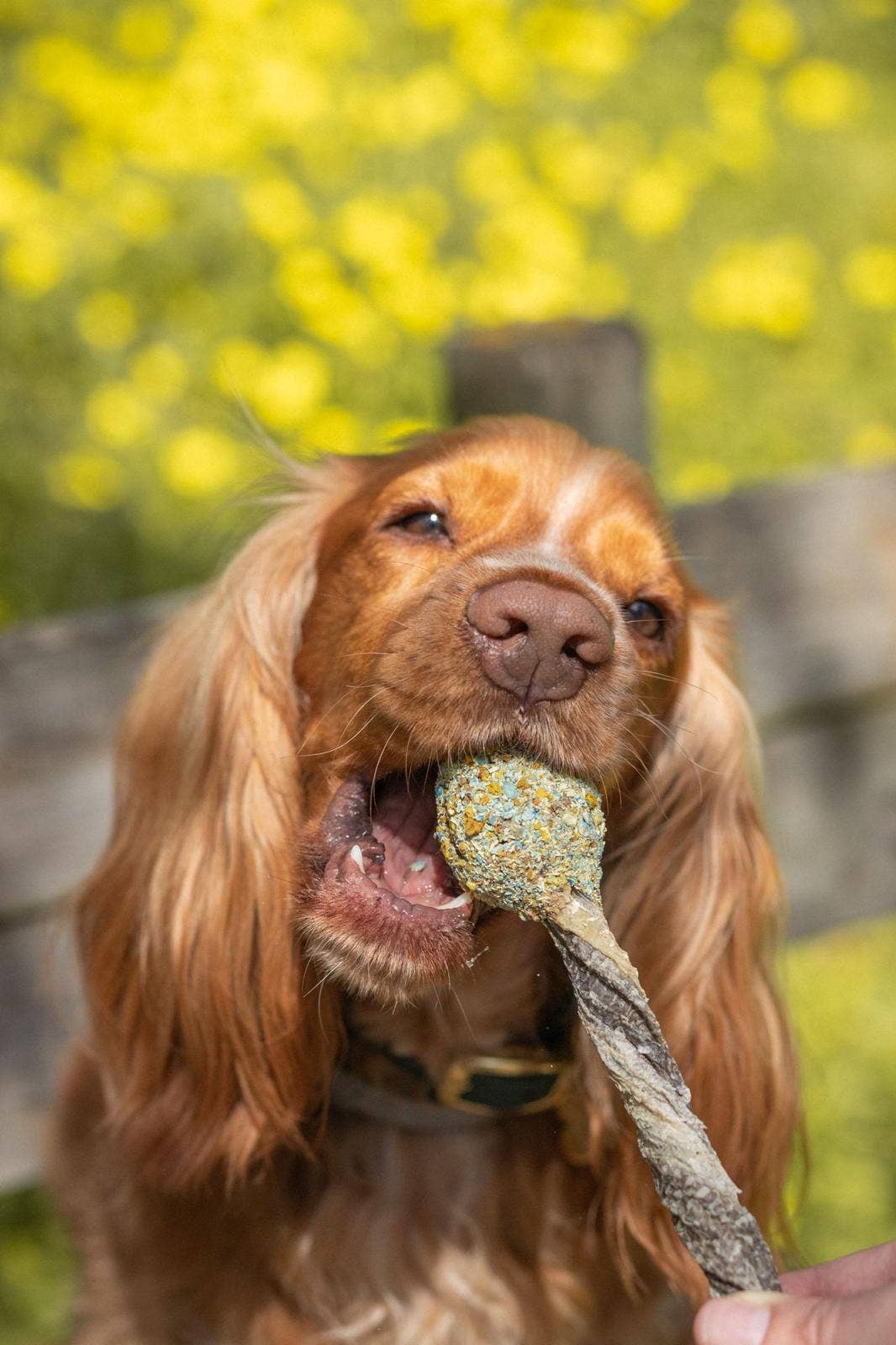 Lollipop - Kauspaß für Hunde