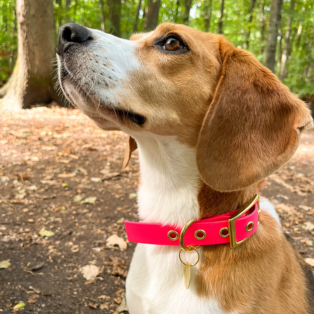 Hundehalsband GLOUTON