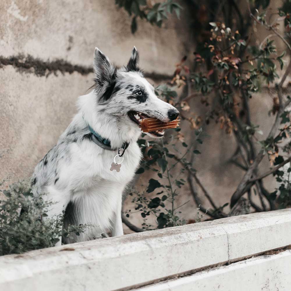 Hundespielzeug Rub Teether Clean