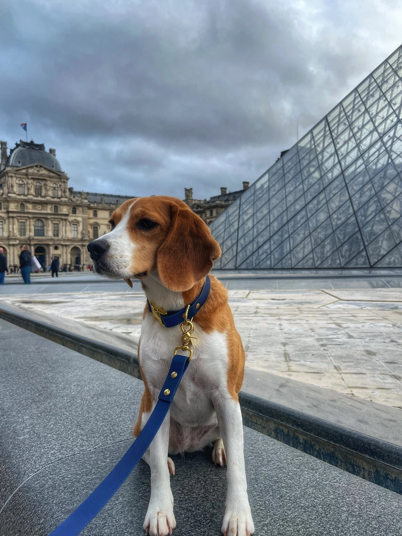 Hundehalsband PATAPOUF