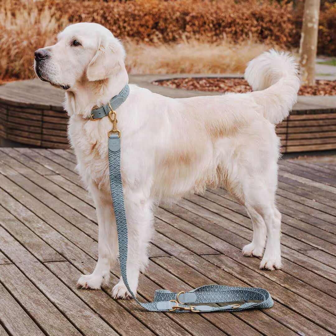 Premium Hundehalsband Gepolstert Anthrazit/Eisblau