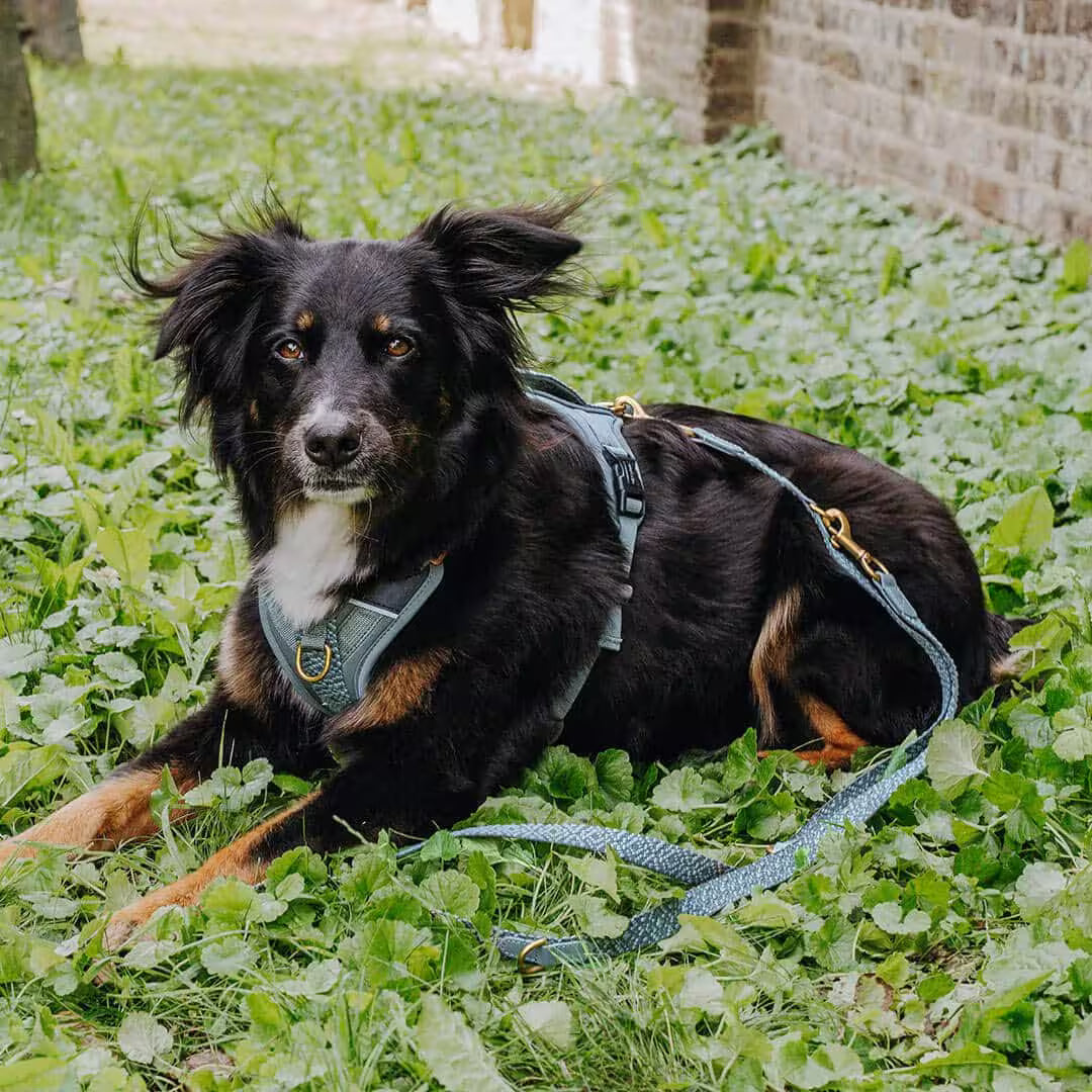 Hundeleine Premium 3fach verstellbar Anthrazit/Blau