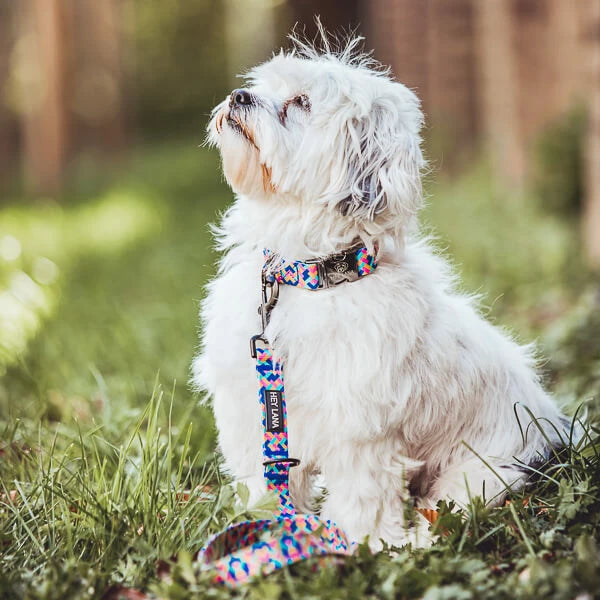 Hundehalsband Kunterbunt | Pink/Türkis