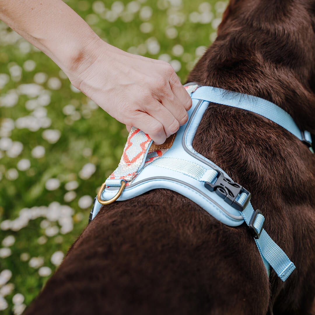 Premium Hundegeschirr Gepolstert Coral/Blau