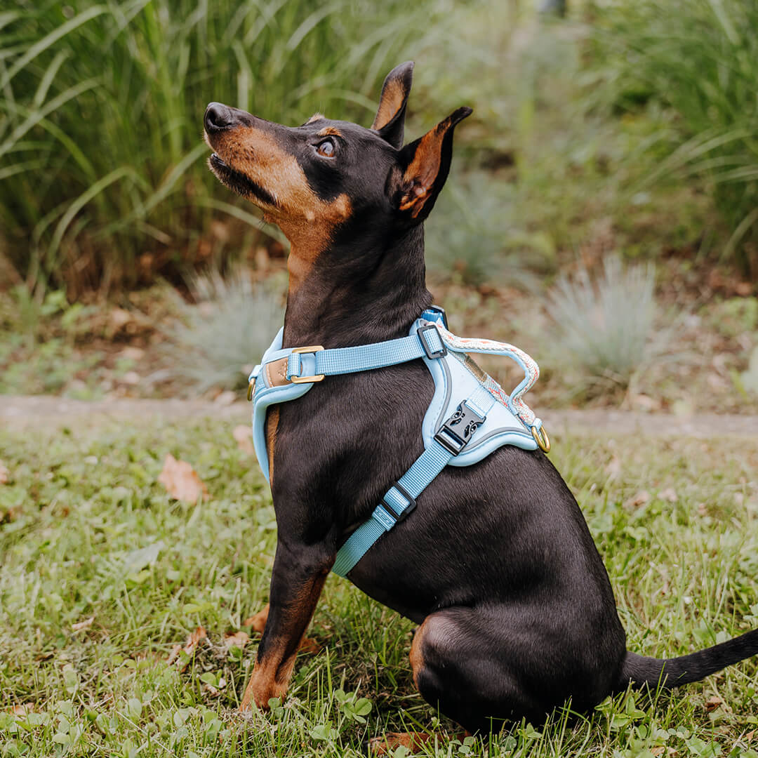 Premium Hundegeschirr Gepolstert Coral/Blau