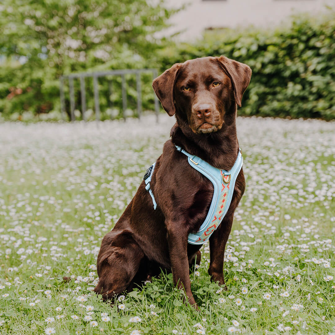Premium Hundegeschirr Gepolstert Coral/Blau