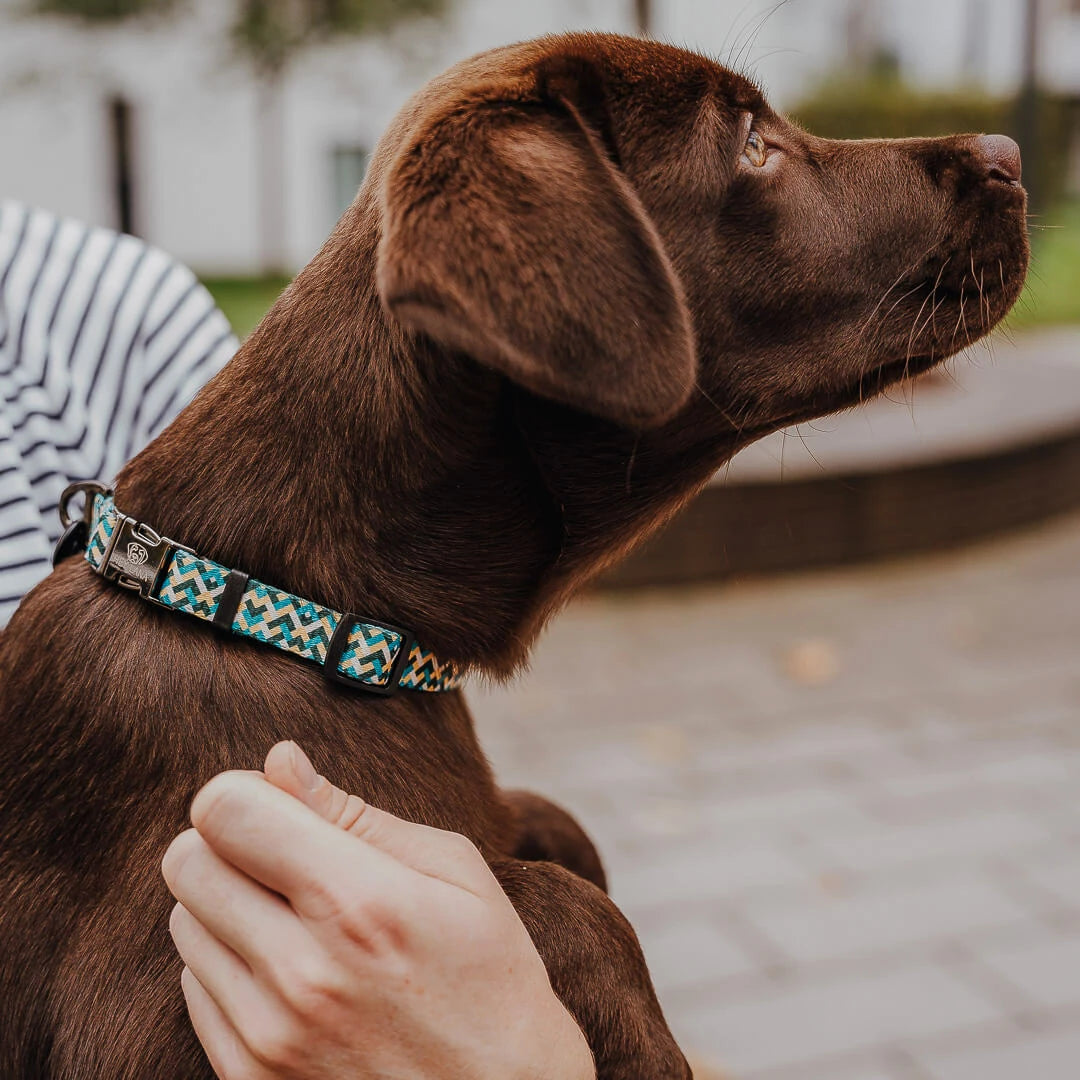 Hundehalsband Kunterbunt | Gelb/Blau