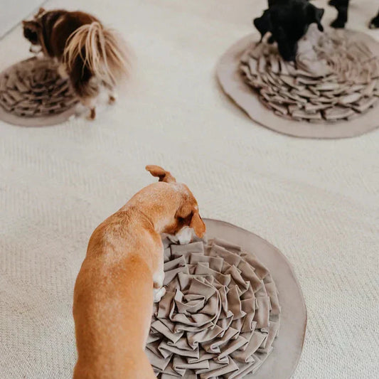 Hund beim Schnüffeln in einem Schnüffelteppich – mentale Auslastung für Hunde