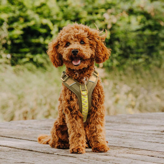 Hund mit Halsband und Geschirr Vergleich Spaziergang