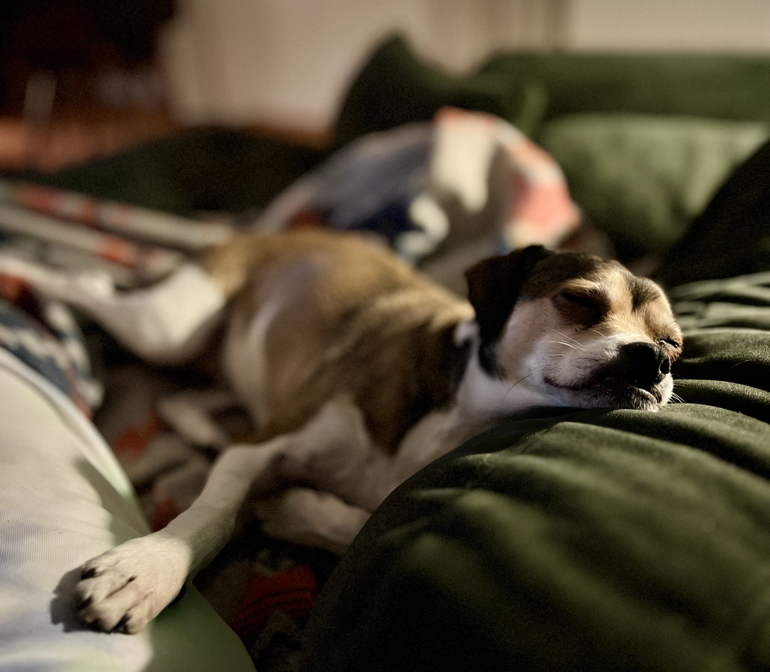 Herbst mit Hund und Katze: kleine Ideen für gemütliche Regentage