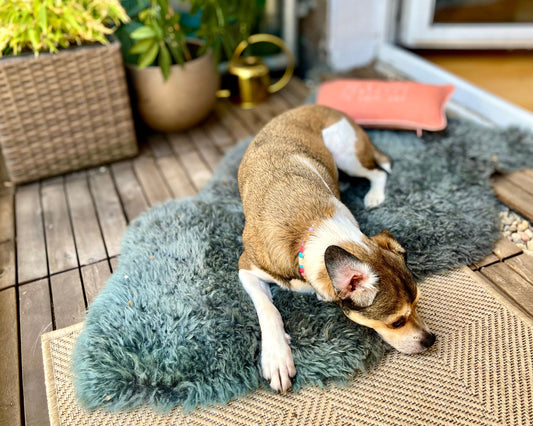 Hund Teddy liegt an einem heißen Sommertag entspannt im Schatten neben einem Keramiknapf mit frischem Wasser.