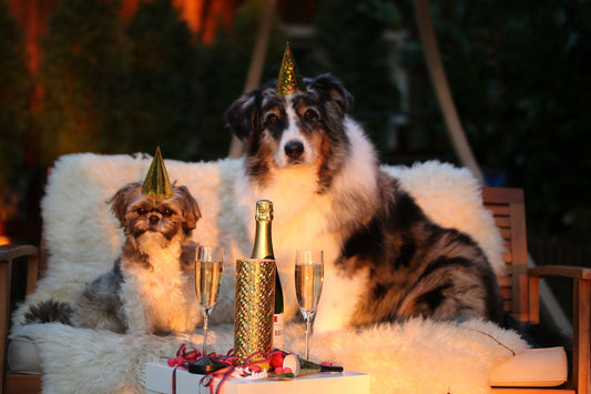 Silvester mit Hunden