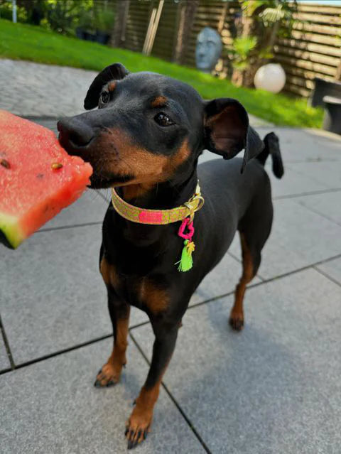 Handgemachtes Hundehalsband aus Baumwolle – SIGNATURE Summer Green