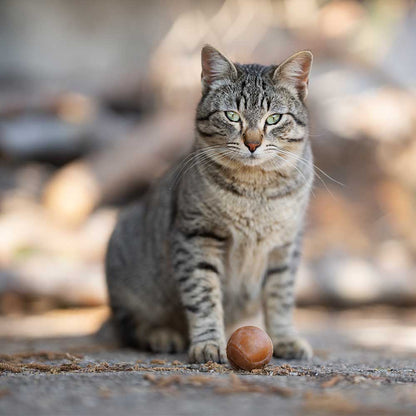 Hunde- und Katzenspielzeug Ball