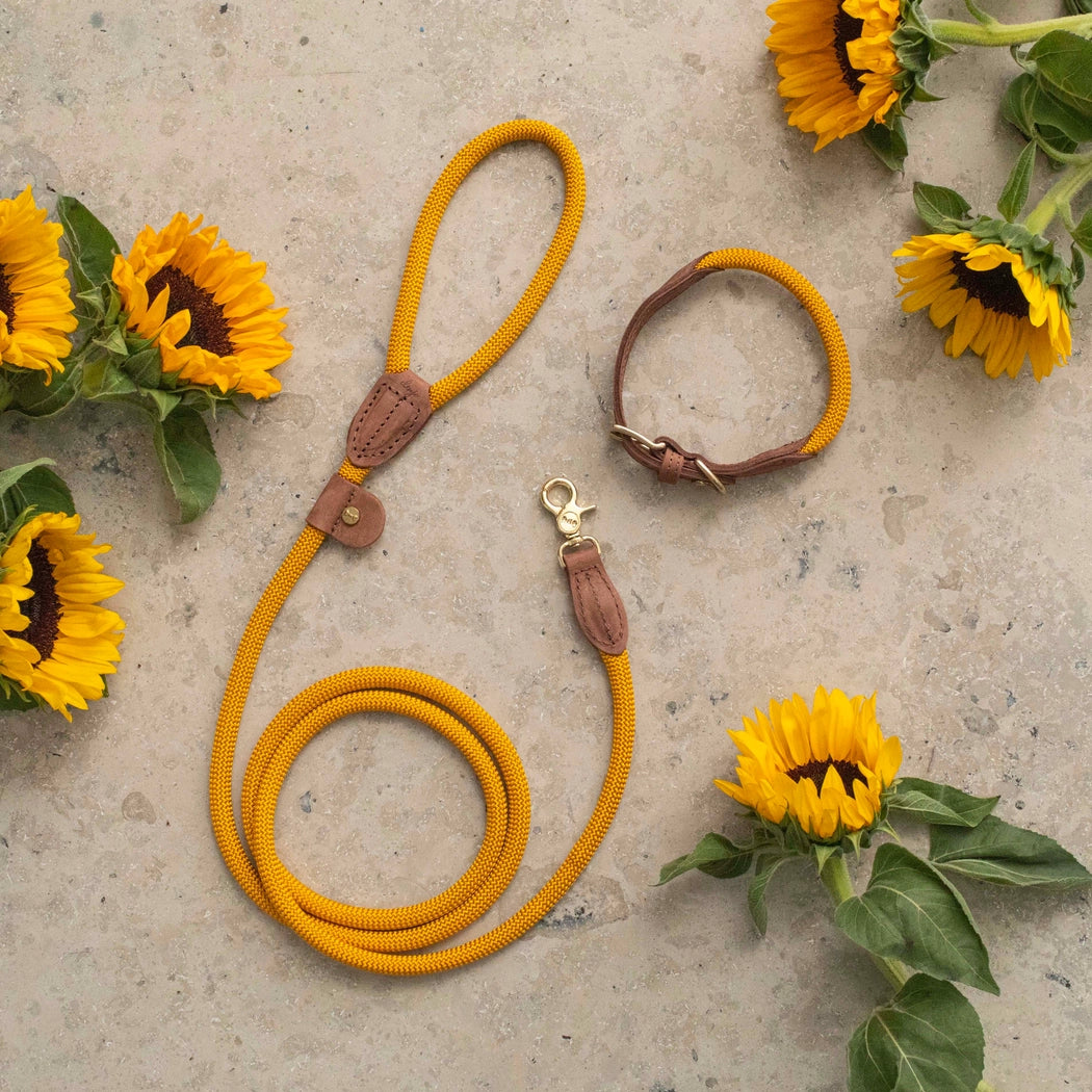 Hundehalsband Torekov Sunflower Yellow