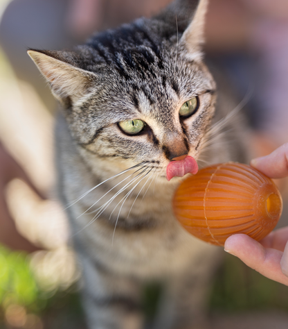 Hunde- und Katzenspielzeug Rub Gossy Egg