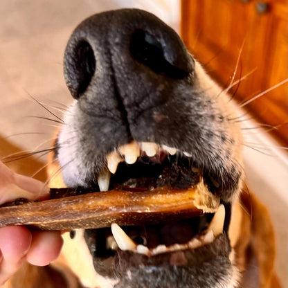 Schweine-Spawghetti | Luftgetrocknete Leckerlis für Hunde