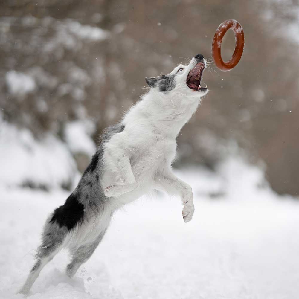 Hundespielzeug Rub Bite
