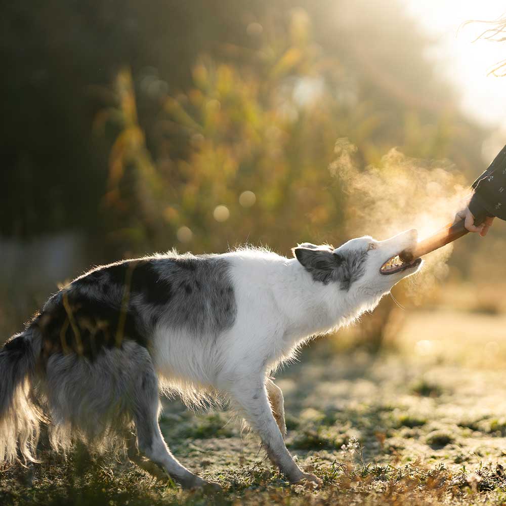 Hundespielzeug Rub Bite
