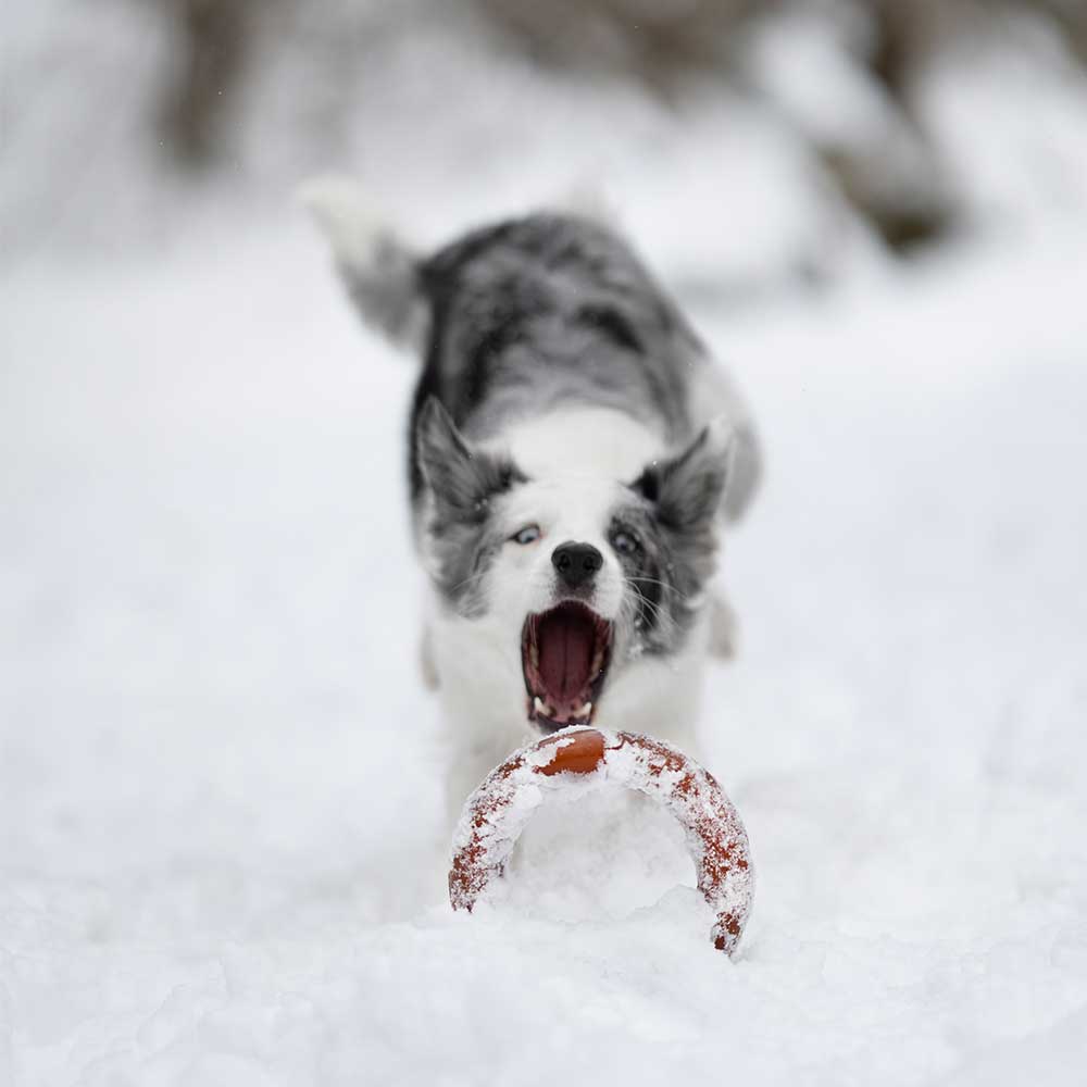Hundespielzeug Rub Bite