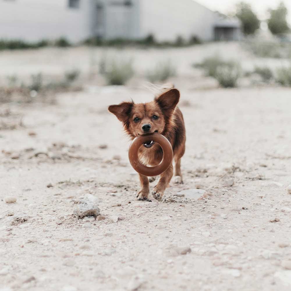 Hundespielzeug Rub Bite